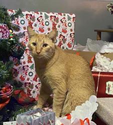 Lost Male Cat last seen Throgs neck expressway , The Bronx, NY 10465