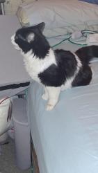 Found/Stray Unknown Cat last seen Fox and Fawn, Four hills trailer park, Albuquerque, NM 87123