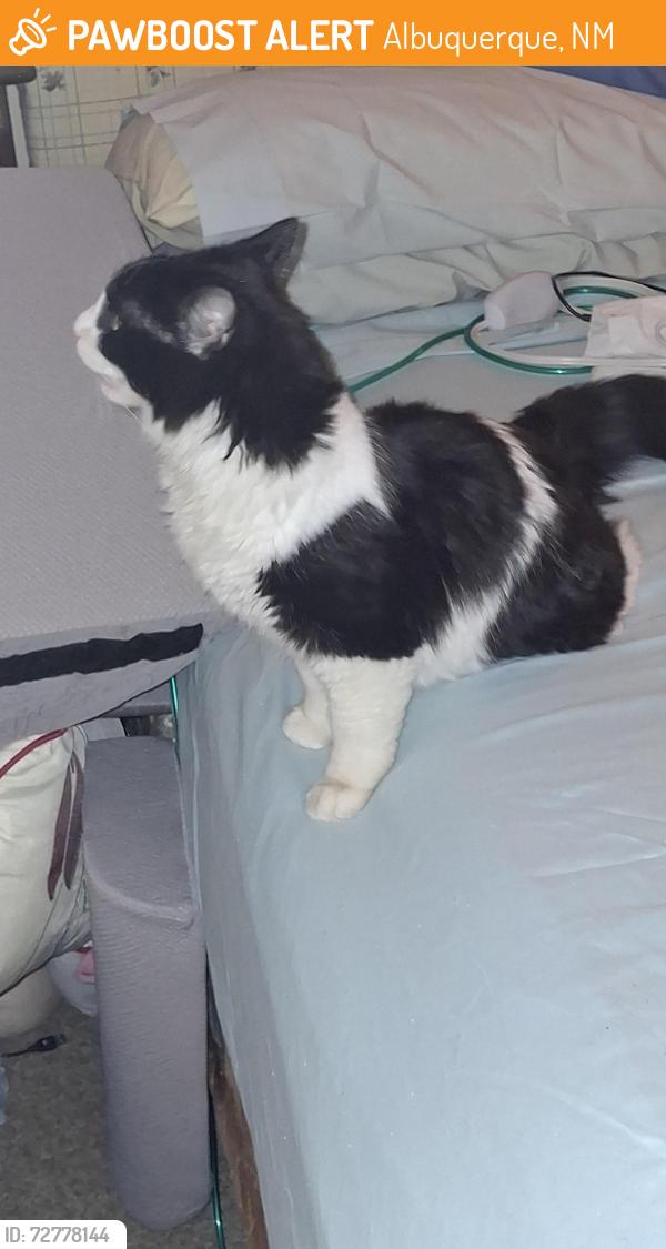 Found/Stray Unknown Cat last seen Fox and Fawn, Four hills trailer park, Albuquerque, NM 87123