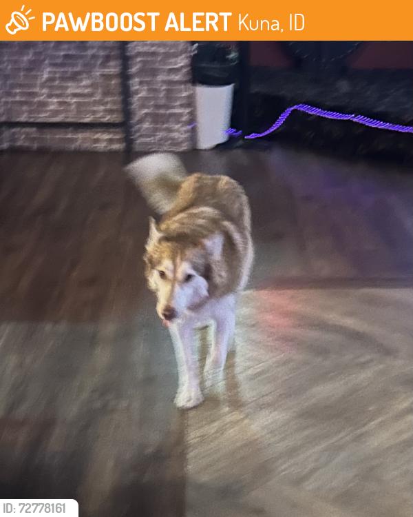 Found/Stray Unknown Dog last seen Kuna Police Department , Kuna, ID 83634