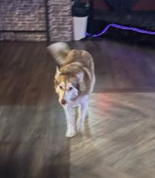 Found/Stray Unknown Dog last seen Kuna Police Department , Kuna, ID 83634