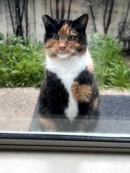Lost Female Cat last seen Miraloma Way Union City, Union City, CA 94587