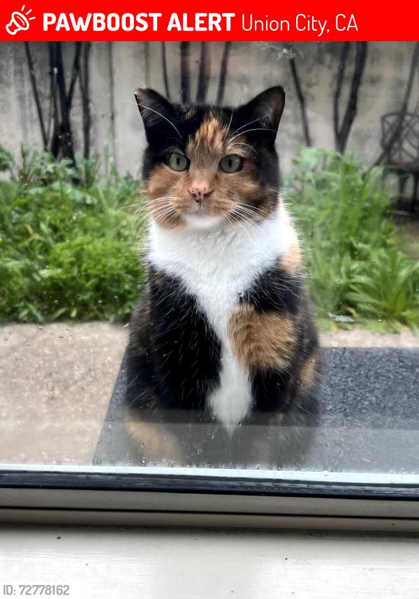 Lost Female Cat last seen Miraloma Way Union City, Union City, CA 94587