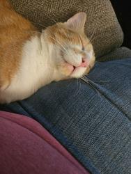 Lost Male Cat last seen Highwood trailer park, Great Falls, MT 59405