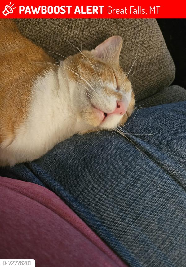 Lost Male Cat last seen Highwood trailer park, Great Falls, MT 59405
