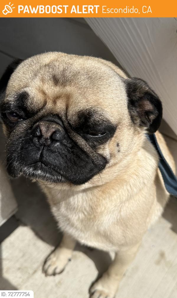 Found/Stray Male Dog last seen E el Norte pkwy , Escondido, CA 92046