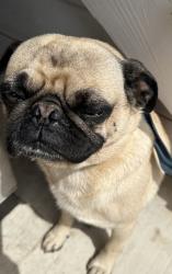 Found/Stray Male Dog last seen E el Norte pkwy , Escondido, CA 92046