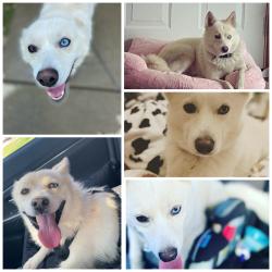 Lost Female Dog last seen Cumberland and Emerson , Evansville, IN 47712