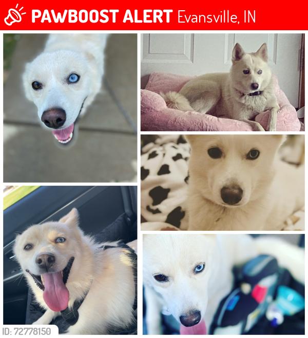 Lost Female Dog last seen Cumberland and Emerson , Evansville, IN 47712