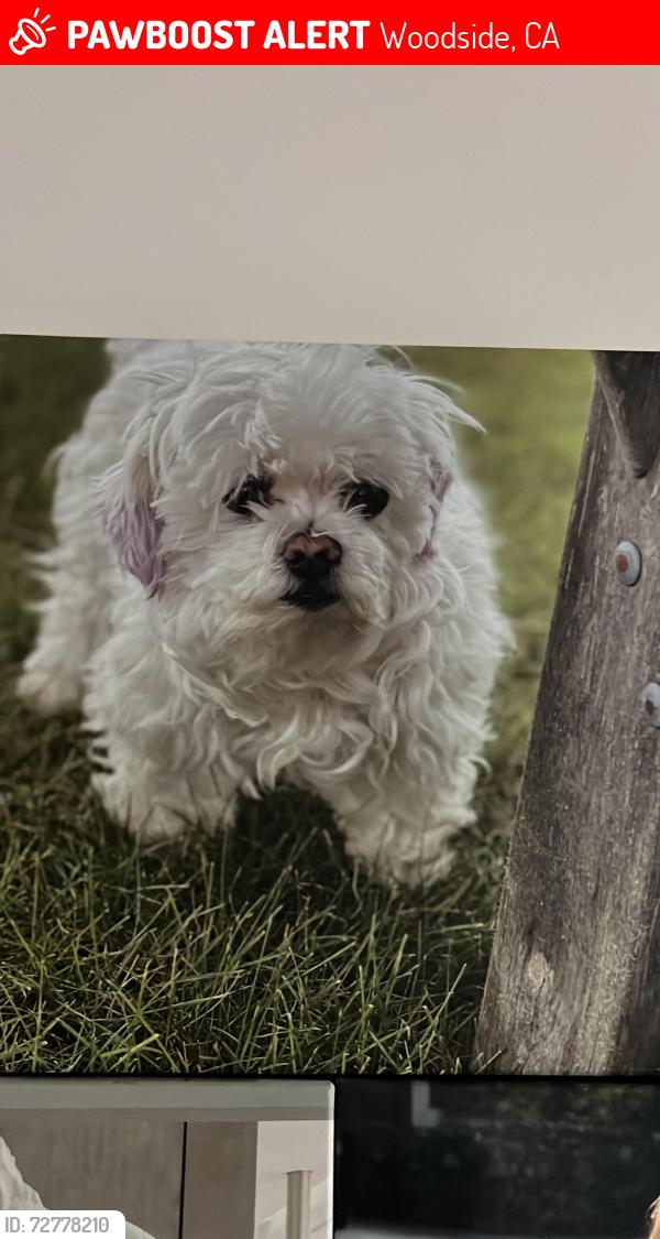 Lost Female Dog last seen Woodside road, Woodside, CA 94062