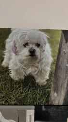 Lost Female Dog last seen Woodside road, Woodside, CA 94062