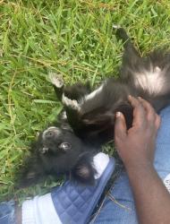 Lost Male Dog last seen Florence, Columbia street, Orlando, FL 32811