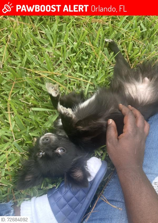 Lost Male Dog last seen Florence, Columbia street, Orlando, FL 32811
