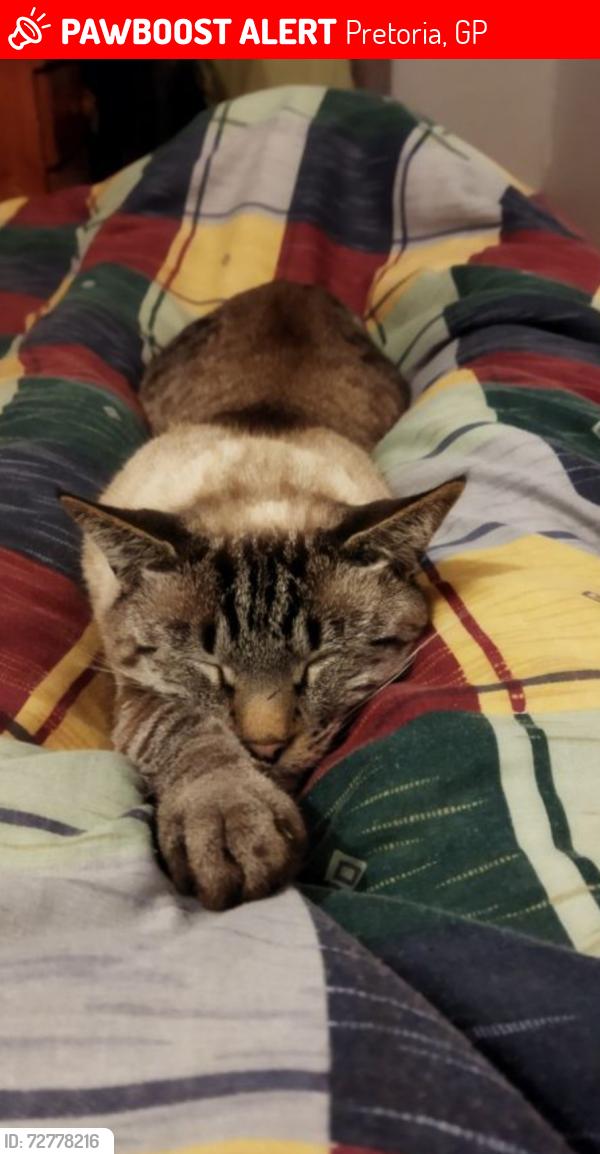 Lost Male Cat last seen Near Jack Hindon Street, Pretoria, GP 0182