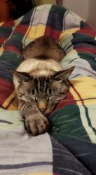 Lost Male Cat last seen Near Jack Hindon Street, Pretoria, GP 0182