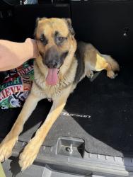 Found/Stray Male Dog last seen Near Coffee Rd Bakersfield, CA, Bakersfield, CA 93312