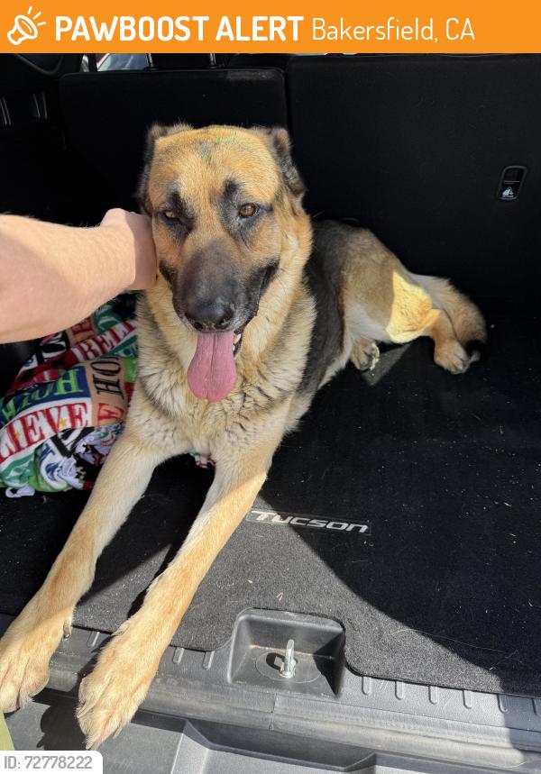 Found/Stray Male Dog last seen Near Coffee Rd Bakersfield, CA, Bakersfield, CA 93312