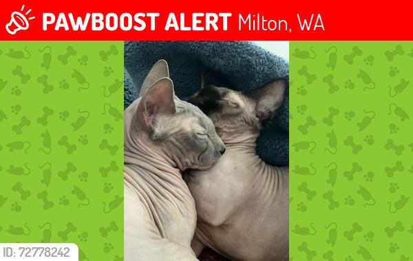 Lost Male Cat last seen Near Mitlon Way Unit C, Milton Wa 98354 Lakeside s, Milton, WA 98354