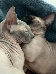 Lost Male Cat last seen Near Mitlon Way Unit C, Milton Wa 98354 Lakeside s, Milton, WA 98354