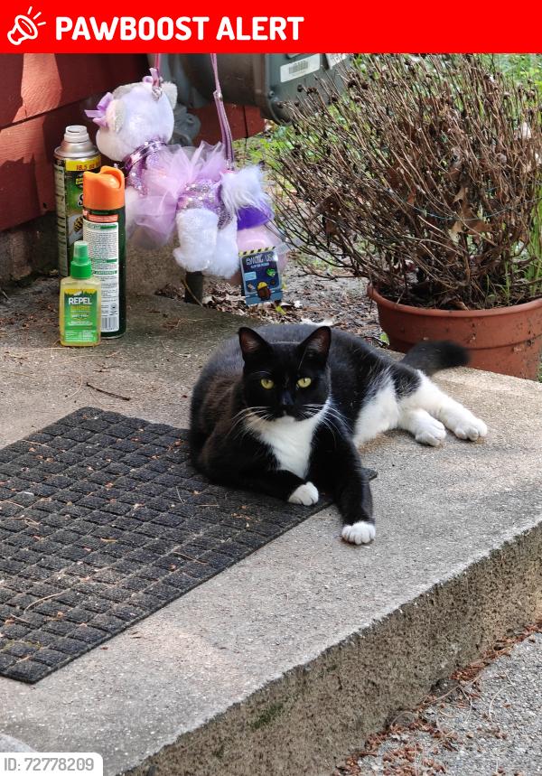 Lost Female Cat last seen Guadalupe trail, applewood , Los Ranchos de Albuquerque, NM 87107