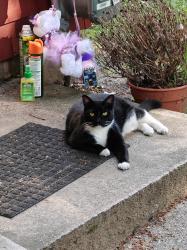Lost Female Cat last seen Guadalupe trail, applewood , Los Ranchos de Albuquerque, NM 87107