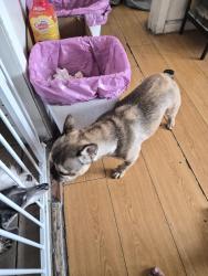 Found/Stray Female Dog last seen Maryland/Sahara, Las Vegas, NV 89104