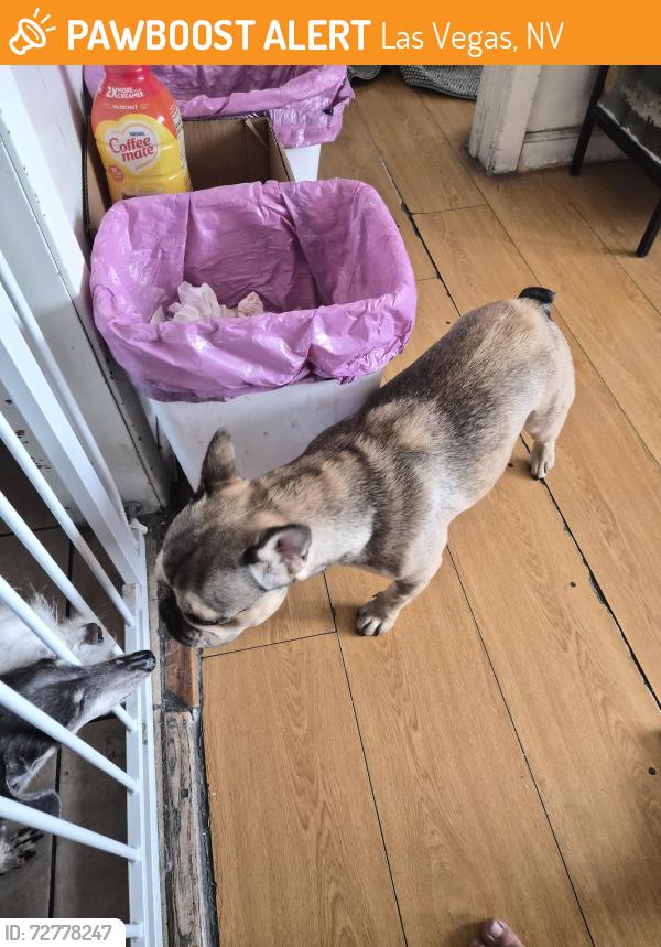 Found/Stray Female Dog last seen Maryland/Sahara, Las Vegas, NV 89104