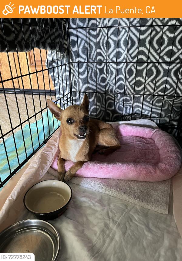 Found/Stray Female Dog last seen Nogales/Fairway Dr, La Puente, CA 91744