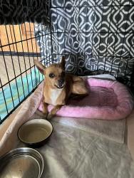 Found/Stray Female Dog last seen Nogales/Fairway Dr, La Puente, CA 91744