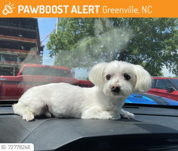Found/Stray Male Dog last seen Hwy33, Greenville, NC, Greenville, NC 27858