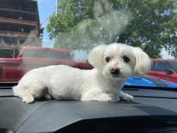 Found/Stray Male Dog last seen Hwy33, Greenville, NC, Greenville, NC 27858