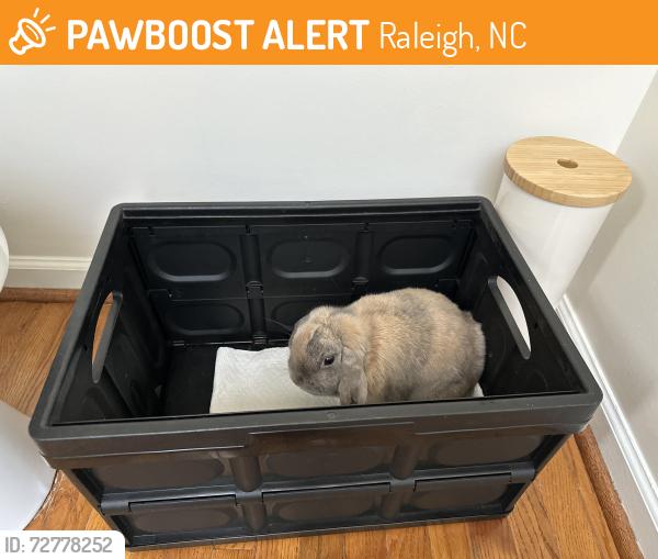 Found/Stray Unknown Rabbit last seen Hedingham, Raleigh, NC 27604