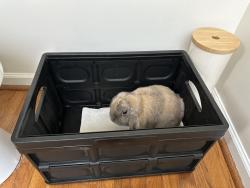 Found/Stray Unknown Rabbit last seen Hedingham, Raleigh, NC 27604