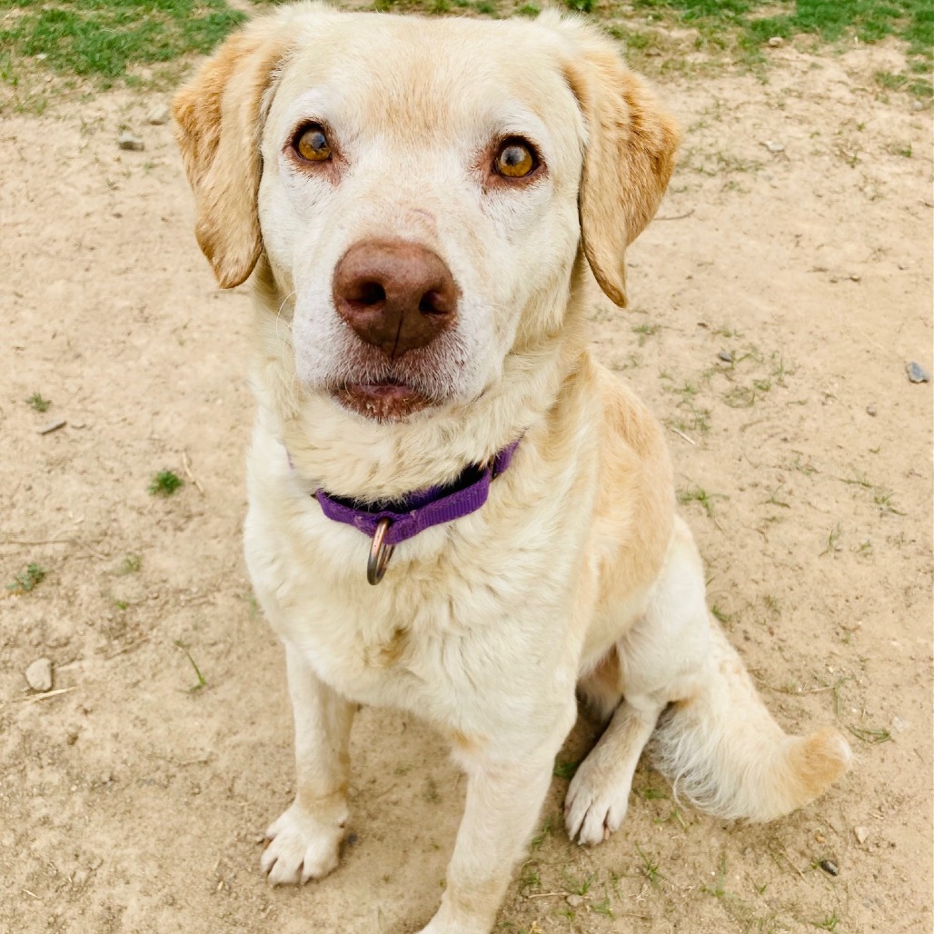 Shelter Stray Male Dog last seen , Cabot, AR 72007