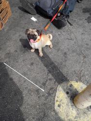 Found/Stray Male Dog last seen Viva Bargain Florence/ Compton Ave, Los Angeles, CA 90047