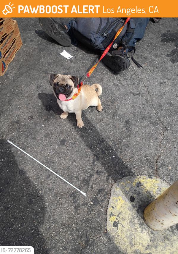 Found/Stray Male Dog last seen Viva Bargain Florence/ Compton Ave, Los Angeles, CA 90047