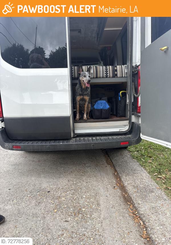 Found/Stray Male Dog last seen Pelican point Car Wash/Wilson Avenue C, Metairie, LA 70003