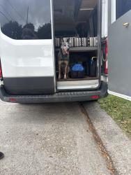 Found/Stray Male Dog last seen Pelican point Car Wash/Wilson Avenue C, Metairie, LA 70003