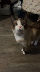 Lost Male Cat last seen W wayne st by chet’s ice, Alliance, OH 44601