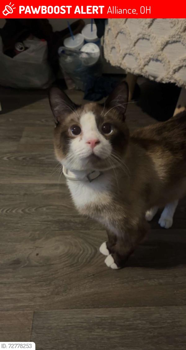 Lost Male Cat last seen W wayne st by chet’s ice, Alliance, OH 44601