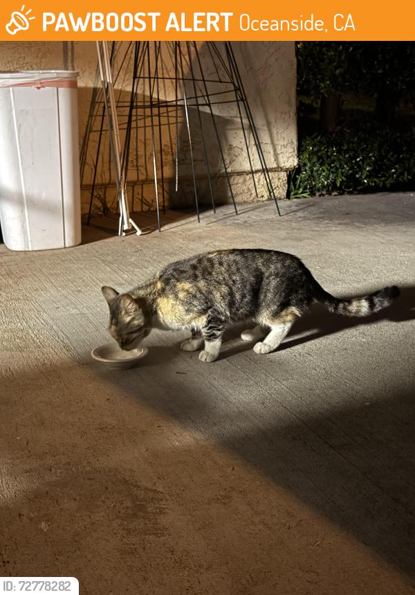 Found/Stray Female Cat last seen Old Grove off the 76, Oceanside, CA 92057