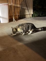 Found/Stray Female Cat last seen Old Grove off the 76, Oceanside, CA 92057