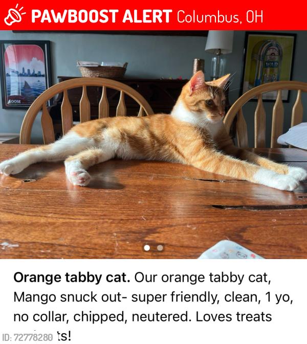 Lost Male Cat last seen Bryden, main, Linwood , Columbus, OH 43205