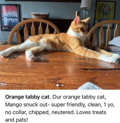 Lost Male Cat last seen Bryden, main, Linwood , Columbus, OH 43205