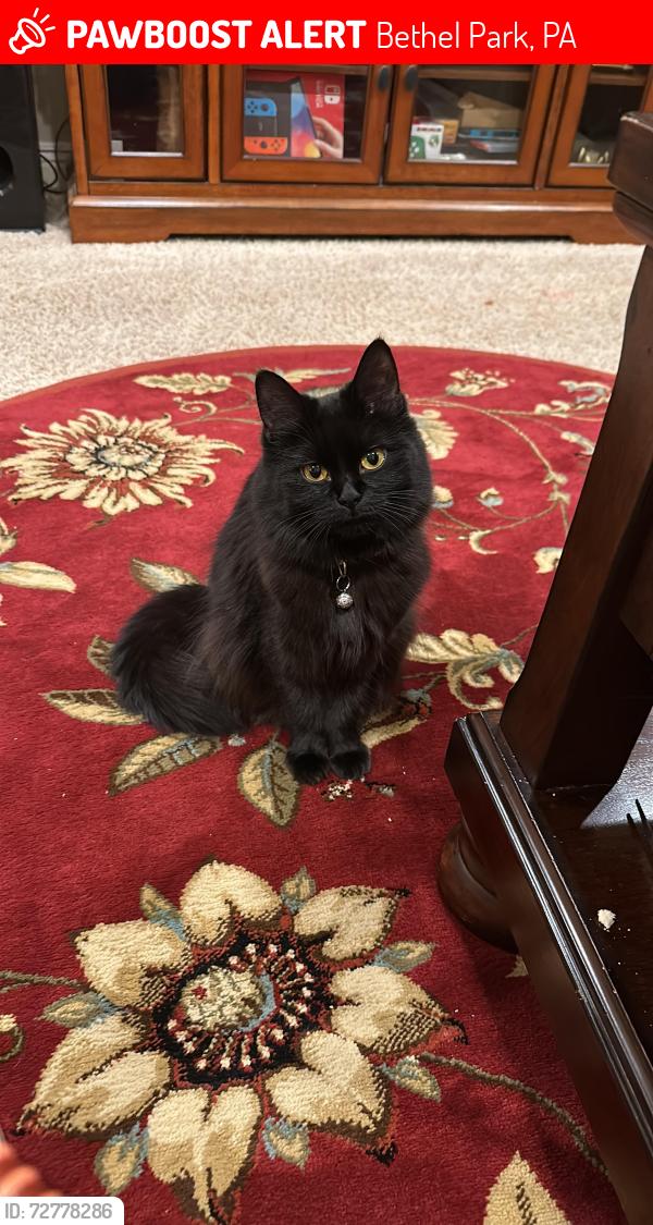 Lost Female Cat last seen Ashand dr, Bethel Park, PA 15102