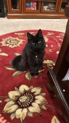Lost Female Cat last seen Ashand dr, Bethel Park, PA 15102