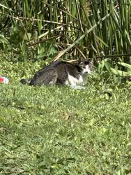 Found/Stray Unknown Cat last seen In el dorado, near the fishing pond. In between the cattails. , Long Beach, CA 90808