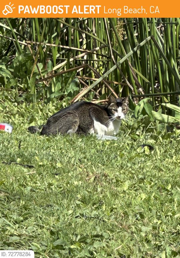 Found/Stray Unknown Cat last seen In el dorado, near the fishing pond. In between the cattails. , Long Beach, CA 90808