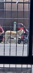 Found/Stray Unknown Dog last seen 1st and i40, Albuquerque, NM 87102