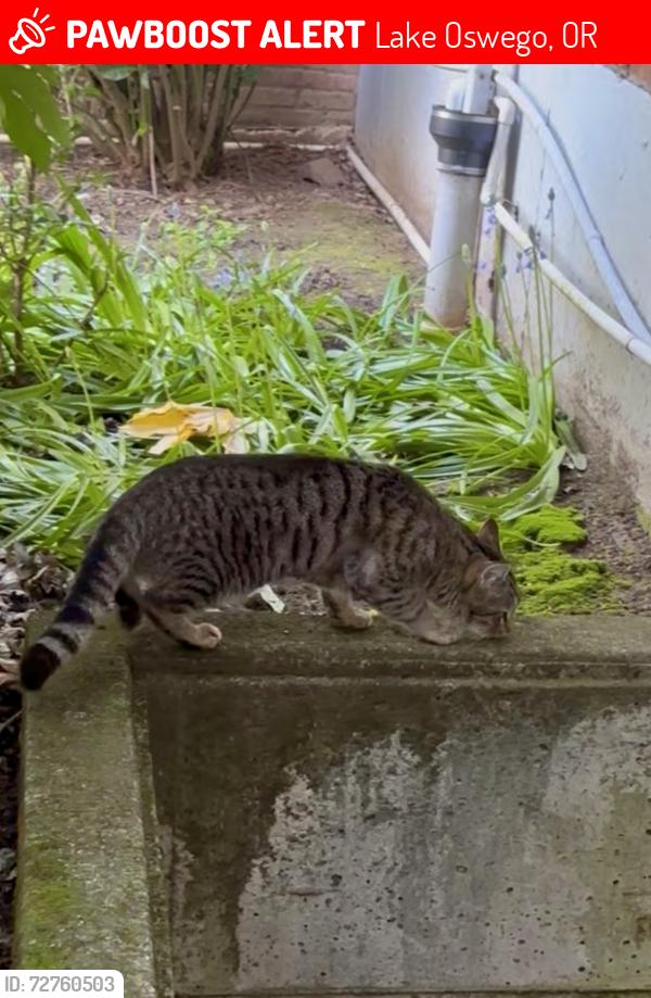 Lost Male Cat last seen State Street & Northshore Rd, Lake Oswego, OR 97034